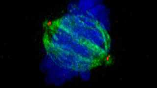 Normale Teilung der Chromosomen (blau) mit zwei Zentrosomen (rot) an einem bipolaren Spindelapparat (grün). (Bild: Universität Basel)