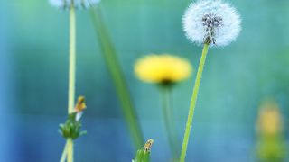 Forschungsobjekt "Pusteblume" hat Proteine identifiziert, die eine zentrale Rolle bei der Kautschukproduktion in der Löwenzahn-Pflanze spielen. (Bild: Peter Grewer)