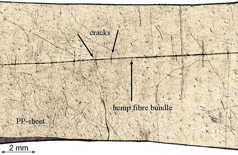 Nach einem Belastungsversuch hat das in der PP-Folie eingebundene Hanffaserbündel (hemp fibre bundle) sichtbare Risse (cracks). Je kürzer die Rissabstände sind, um so höher ist die Faser-Matrix-Haftung. Nach der Bestrahlung der Probe war eine deutliche Reduzierung der durchschnittlichen Fragmentlängen zu beobachten – ein Hinweis auf eine verbesserte Haftung. (Bild: Huber & Müssig)