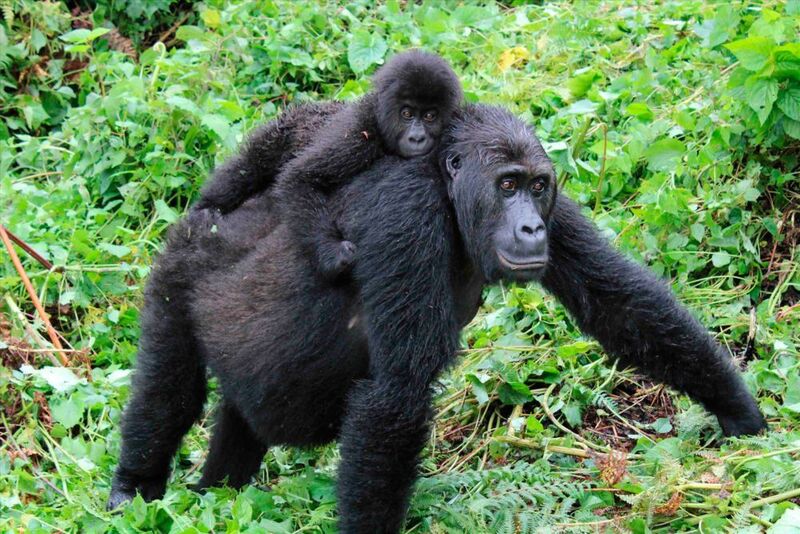 The magnificent Grauer’s gorillas have experienced severe population declines in the last two decades. This population loss has left a deep mark in the genomes of this critically endangered great ape. (Amy Porter, Dian Fossey Gorilla Fund International)