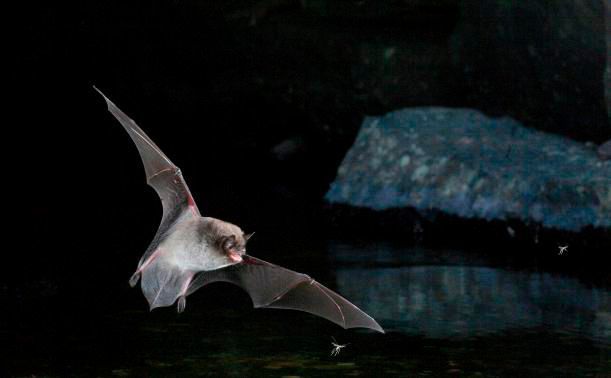 Daubenton's bat (Jens Rydell)