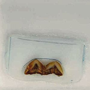 Polierter Dünnschliff eines Homo erectus Zahns vor der chemischen Analyse mittels Laser-Ablation Plasma Massenspektrometrie (LA-ICPMS).(Bild:  Alessia Nava/ Luca Bondioli)