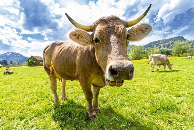 Die Zukunftstrends „Farm 4.0“ bzw. „Farm of the Future“ basieren auf dem Lely Management System T4C (Time for Cows), das kuhspezifische Informationen über Gesundheit und Fruchtbarkeit oder Menge und Qualität der Milchproduktion für Futterlieferanten oder Tierärzte liefert.  (gemeinfrei)