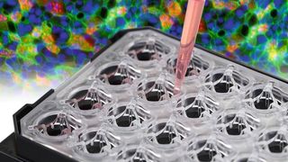 Ibidi präsentiert die neue µ-Plate 24 Well für Membran-Inserts. (Bild: Ibidi)