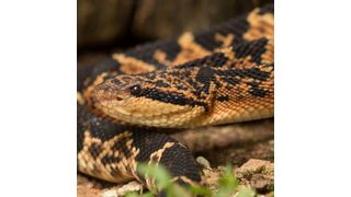 The venom of the South American bushmaster (Lachesis muta) is not especially powerful, but the snake is dangerous because of the large amount of venom it injects into its victims. (Source: Sávio Stefanini Sant’ Anna/ Instituto Butantan)