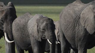 Corona sorgte für einen Quantensprung in Sachen Digitalisierung von Unternehmen. Doch viele Bemühungen laufen ins Leere – wie kann die Digitalisierung gelingen? (Bild: gemeinfrei© Alex Strachan)