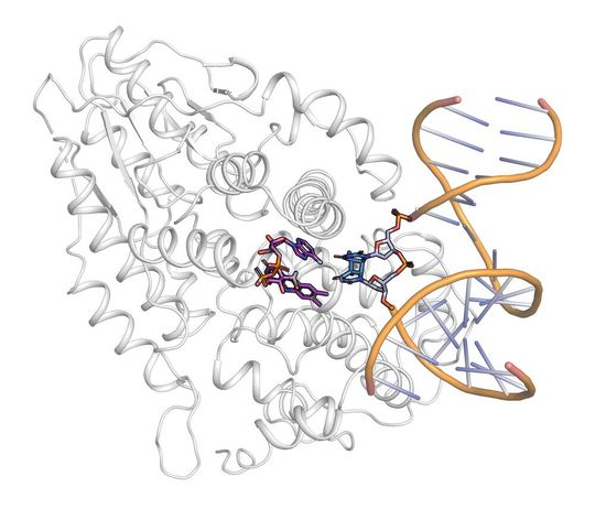 Darstellung der Struktur der Photolyase mit gebundener DNA (gelb und blau) und dem photochemisch aktiven Bereich (lila). (Bild:  DESY)