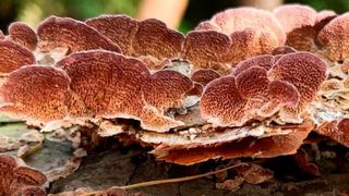 Trichaptum grow on recently fallen logs. (Source: Dabao Sun Lu/ UiO)