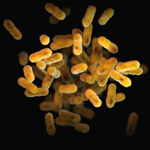 A research team set out to investigate the role of the existing gut microbiota in the efficacy of probiotics.(Source:  Unsplash)
