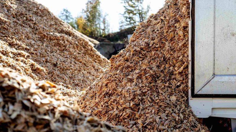 Mit der Gründung der Pezo Holzverwertung erweitert Zollikofer die Geschäftstätigkeit im Norden Deutschlands.(Bild:  Koehler-Gruppe)