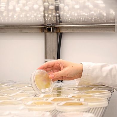 Abb. 1: Kieselalgen auf Nährmedium (Bild: Phaeosynt GmbH)