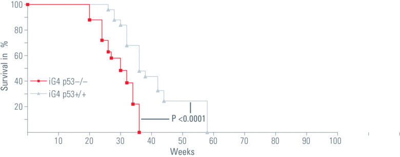Abb.2: Eine Deletion von p53 führt zu einer verkürzten Lebenszeit. Anhand von Kaplan-Meyer-Kurven ist die Überlebenszeit in Wochen dargestellt. Die Inaktivierung von p53 (iG4 Trp53 -/- ) führt im Vergleich zu  aktiviertem p53 (iG4 Trp53 +/+) zu einer deutlich geringeren Lebensdauer. (Bild: Leica)