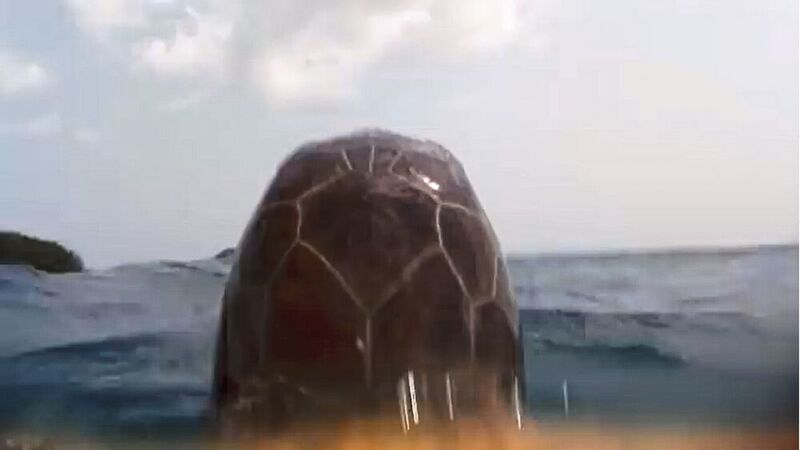 Auf Reisen mit einer Meeresschildkröte: Ein Raspberry Pi Zero im wasserdichten Gehäuse, befestigt an der Schildkröte, zeichnet Videos auf. (Bild: Alasdair Davies, ZSL)