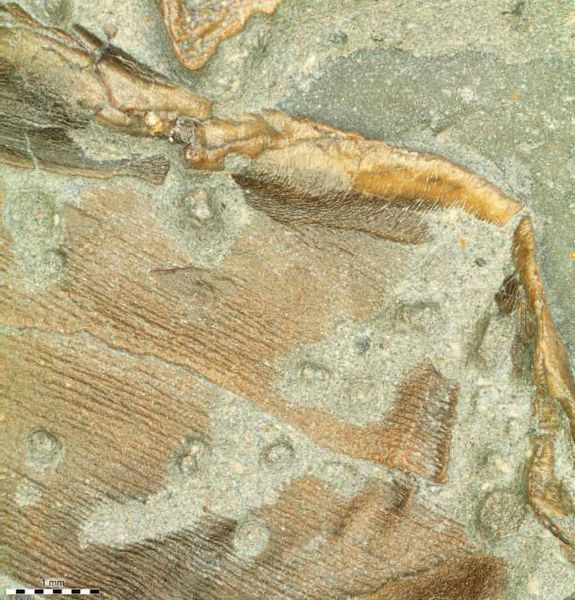 Fossilized skin forming the trailing edge of the right pelvic fin (Johan Lindgren)