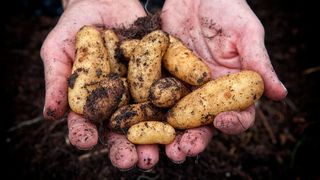 Wo liegt fer genetische Ursprung der ersten Ackerbauern? Eine aktuelle Studie zeigt nun: nicht da, wo man ihn bislang vermutet hat. (Symbolbild) (Bild: gemeinfrei)