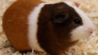 Die Adoleszenz findet bei Meerschweinchen im Alter von 30 bis 120 Tagen statt. (WWU/Dirk Loddenkemper)