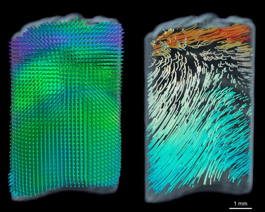 Die einzelnen Bildpunkte im Tomogramm lassen noch keine Helix vermuten (l.). Erst wenn man ihre räumliche Orientierung miteinander verbindet, offenbaren sich die beiden Spiralen (r.).(Bild:  Adrian Rodriguez-Palomo et al.)