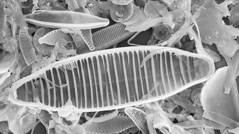 Kieselalgen im Rasterelektronenmikroskop (Bild: AG Phykologie/ CCAC)