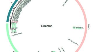 Omikron-Variante SARS-CoV2 Mutationen (Genxpro)