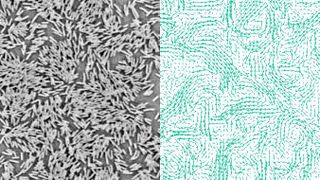 Kollektive Bewegung in Bakteriensuspensionen. Rechts: Typische Momentaufnahme des Geschwindigkeitsfeldes, gemessen in einer hochdichten Zellsuspension.  (MPI f. terrestrische Mikrobiologie/ Colin)