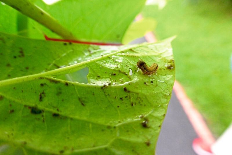 Eine Schädlingsraupe befällt die Blätter einer Süßkartoffel. (Anja Meents, MPI chem. Ökol.)