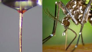 Der Stechrüssel einer toten weiblichen Stechmücke kann als biologisch abbaubare Mikro-Düse für hochauflösenden 3D-Druck dienen. (Bild: Scientific Advances)