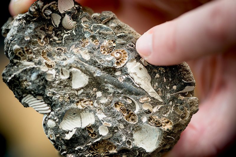 Gesteinsfragment mit hohlen Ammoniten (Bild: © RUBIN, Damian Gorczany)