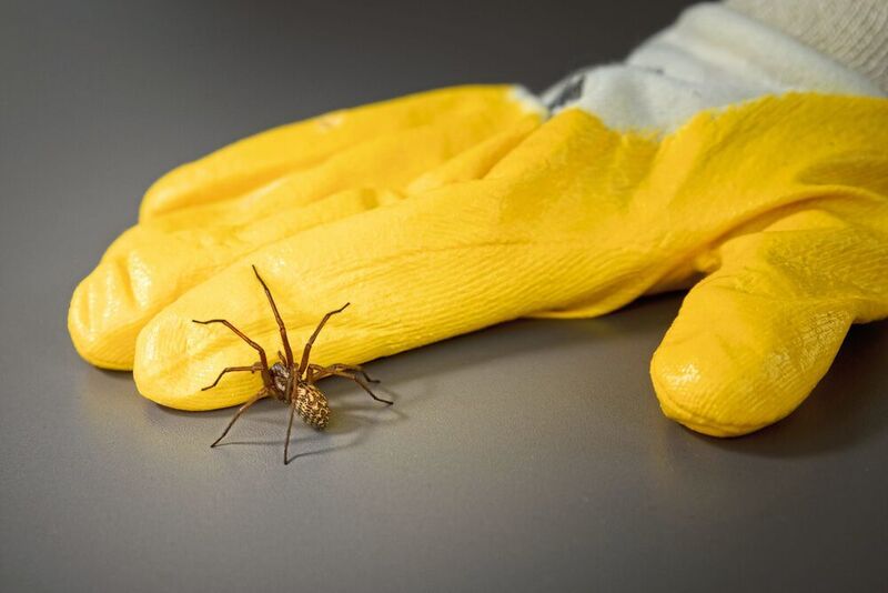 Ein weiterer Schritt in der Konfrontationstherapie ist, die Spinne mit einem Handschuh zu berühren. (Roberto Schirdewahn)