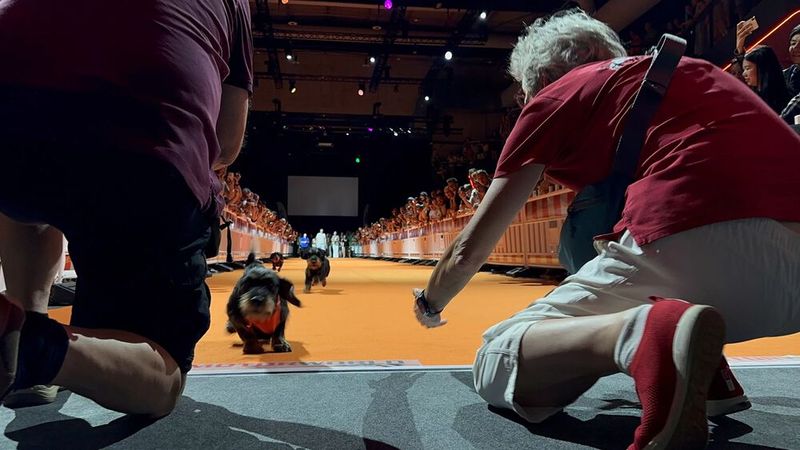 Im vergangenen Jahr stellte Luitpold einen neuen Rekord auf: Der Amerikanische Dackel aus Eching legte die 41 Meter lange Rennstrecke in 5,51 Sekunden zurück.  (Bild: Kay MacKenneth)