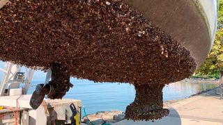 Haben Sie sich schon mal gefragt, warum Muscheln im Wasser haften, wie sonstwas? Deutsche und amerikanische Forscher haben das Geheimnis jetzt lüften können, und einen ganz besonderen Klebstoff entwickelt. (Bild: Ozeanus)