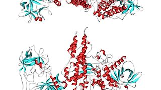 Bändermodell von Botulinumtoxin Serotyp A (Clostridium botulinum).  (Bild: PDB)