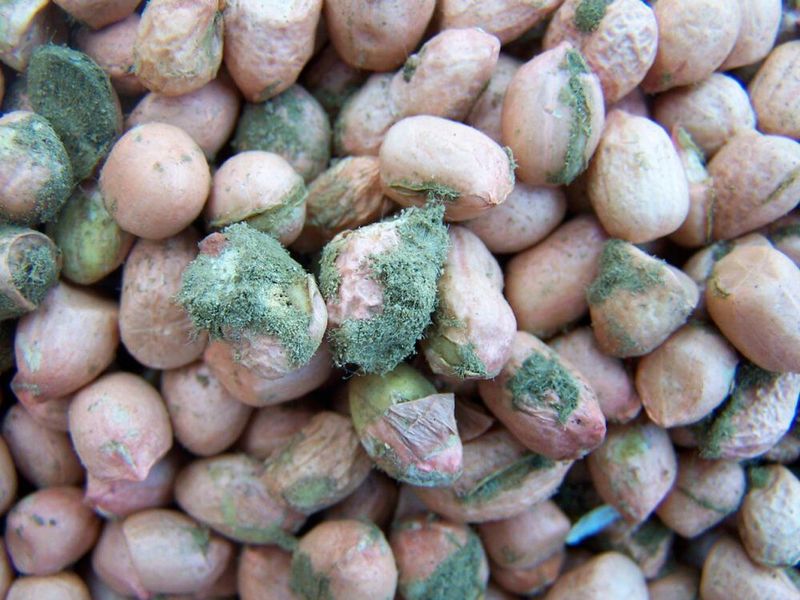 7. Aﬂatoxin B1: Die Aspergillus Schimmelpilze produzieren Krebsgift aus Schimmel. Aﬂatoxin B1 ist für den Menschen besonders giftig und gehört zu den am stärksten krebsauslösenden Substanzen. Eine tödliche Dosis liegt schätzungsweise bei 1-10 mg/kg Körpergewicht. Aﬂatoxin B1 schwächt das Immunsystem und führt zu Schäden am Erbgut. Die Schimmelpilzsporen greifen vor allem die Leber und die Lunge an und führen dort verstärkt zu Zellkarzinomen. Durch die Doppelbindung des Aﬂatoxins entsteht in der Leber so genanntes Epoxid. Dieses kann mit der menschlichen DNA eine chemische Bindung eingehen und führt bei der nächsten Teilung einer Zelle zu gefährliche Mutationen. (Flickr/https://www.flickr.com/photos/iita-media-library/4684917072)