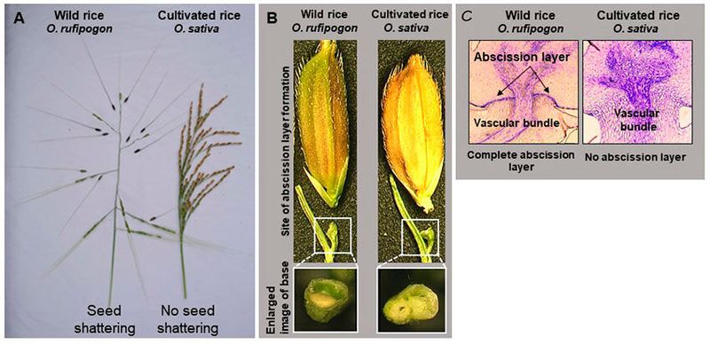 Seed shattering in wild rice and cultivated rice.  A. Comparison of the panicles of wild rice and cultivated rice: When wild rice seeds ripen, seed shattering occurs in which they naturally fall to the ground. B. Comparison of the seed bases between wild rice and cultivated rice: Seed shattering is caused by the breakdown of the abscission layer that forms at the base of the seed. C. Comparison of the structural positioning of the abscission layer in wild rice and cultivated rice: In wild rice, abscission layers are fully formed around the vascular bundles. However, in cultivated rice (japonica), the abscission layer isn’t formed at all. (Source: University of Kobe)