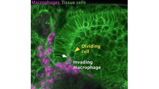 Immunzellen durchdringen Wand: Die Teilung von Gewebezellen (grün), ermöglicht es Makrophagen (lila) in Gewebe einzudringen. (Maria Akhmanova/ISTA)