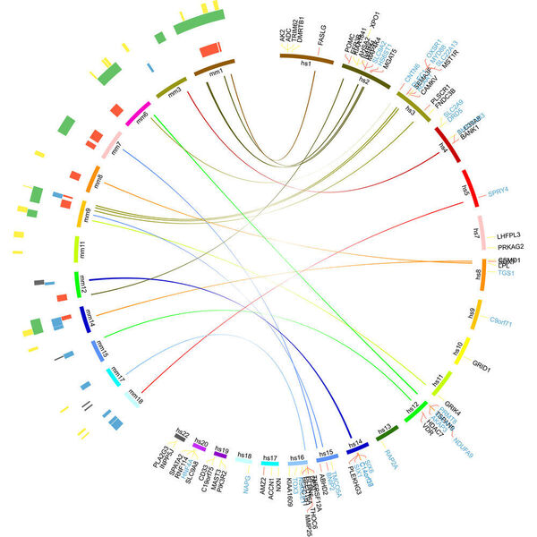Die Abbildung zeigt, dass viele bekannte Gene, die das Darmmikrobiom in der Maus beeinflussen, mit den menschlichen Genen identisch sind, die von der Kieler Studie identifiziert wurden (Verbindungslinien innerhalb des Kreises). Die linke Seite zeigt dabei die Positionen auf der Maus-DNA, die rechte Seite die menschlichen Chromosomenabschnitte. ((c) Institut für Klinische Molekularbiologie/CAU)