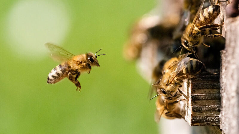 Um das Bienensterben zu erforschen, entwickeln Wissenschaftler Sensoren für Bienen.