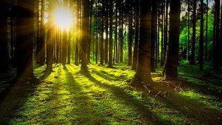 Rohstoff Holz: Mit Sensoren ausgestattet lassen sich künftig die Vitalparameter von Bäumen  überwachen. (gemeinfrei)