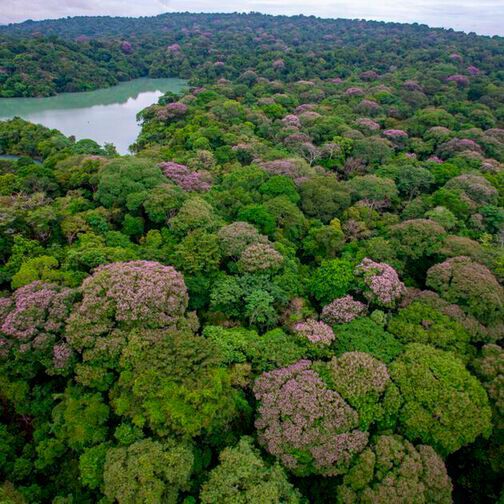 The spatial distribution of purple-blooming Dipteryx oleifera trees on Barro Colorado Island, Panama. The spatial distribution of purple-blooming Dipteryx oleifera trees on Barro Colorado Island, Panama.
