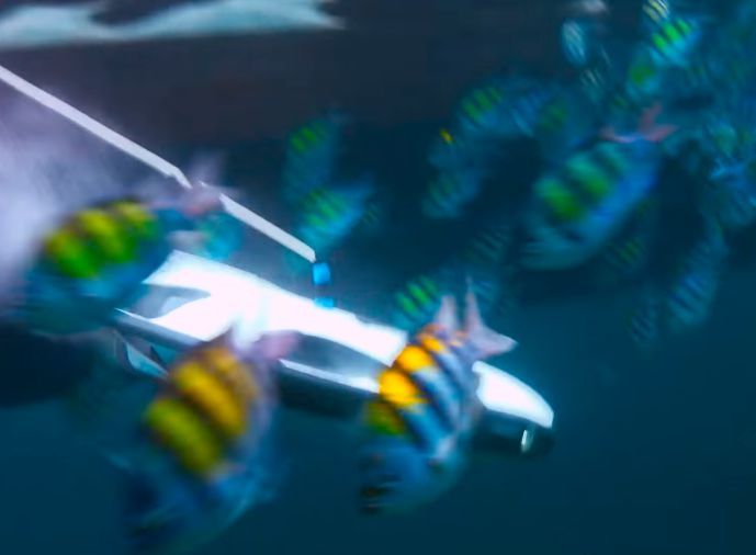 PowerRay-Roboter: Die Kamera der Tauchdrohne zeigt dem Angler auf dem Boot via Smartphone-App die Unterwasserwelt. (Bild: PowerVision Robot)