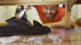 Chitin bildet auch das Außenskelett von Insekten und Spinnentieren, zu denen auch die so genannten Hausstaubmilben gehören, und ist daher wichtiger Bestandteil von Hausstauballergenen. (©Georgy Dzyura - stock.adobe.com)