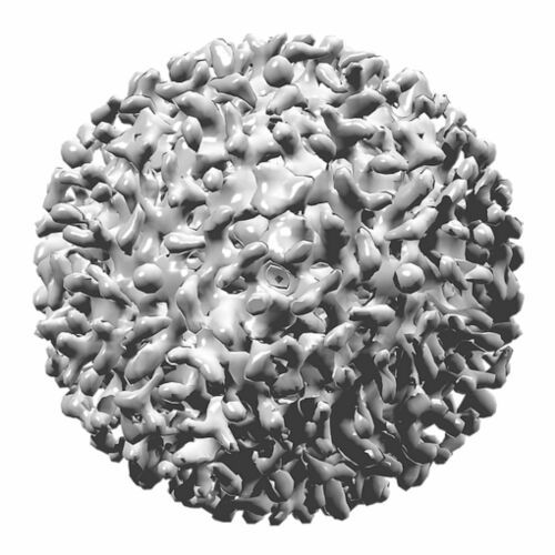 The hepatitis B and D viruses are major causes of severe liver damage and liver cancer. The hepatitis B and D viruses are major causes of severe liver damage and liver cancer.