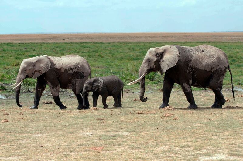 Der Afrikanische Elefant ist das größte Tier an Land, jedoch nicht das schnellste. Zwischen dem Gewicht von Tieren und der maximalen Geschwindigkeit, die sie erreichen können, besteht ein parabelartiger Zusammenhang. Wie dieser zustandekommt, hat ein Forschungsteam nun erstmals in einem einfachen mathematischen Modell beschrieben. (Bernd Adam)