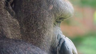 Ein bisher unbekanntes Gen, das man so bisher nur bei Affen gefunden hat, haben Forscher jetzt im menschlichen Genom ausgemacht. (gemeinfrei)