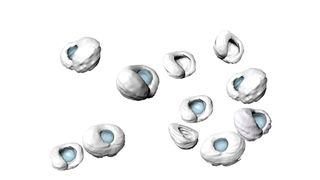 Manually segmented zebrafish retinas (grey) and lenses (blue) at different developmental stages. Tissue scaling during retinal growth is enabled by timely tissue-wide cell elongation. (Matejčić / Norden, MPI-CBG)