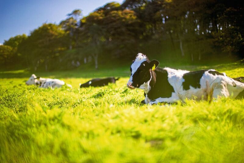 Besonders in den Sommermonaten werden viele Nutztiere im Freien gehalten. Unter starker Hitze dehydrieren v. a. Milchkühe schwer, wenn sie etwa zwölf Prozent ihres Körpergewichts als Wasser verloren haben. (gemeinfrei, Andy Kelly)
