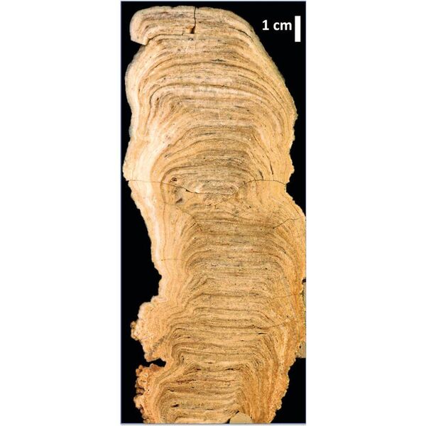 Der Schnitt durch den MA-1 Stalagmiten aus der Arevalo-Höhle zeigt die feine Schichtung von Kalk. Diese Ablagerungen sind ein geochemisches Archiv der sich veränderten Umweltbedingungen an der Erdoberfläche über mehr als 4.000 Jahre. (R. Kilian/G. Wörner)