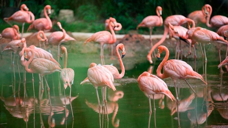 Mehr Flamingos in der Verwaltung – also „bunte Vögel“, die Gleichgesinnte um sich scharen – wünschte sich Dr. Dorit Bosch im Rahmen der zweiten eGovernment Kommunal Digital Conference 2025.(Bild:  frei lizenziert /  Pixabay)