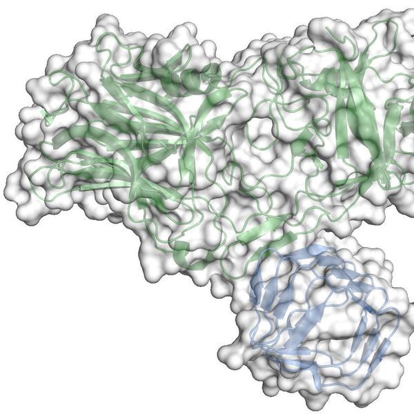 Die dargestellte Struktur zeigt, wie Botox and den Proteinrezeptor Synaptic Vesicle Protein 2 der Nervenzelle bindet. Zu sehen ist die Kristalltruktur des Komplexes bestehend aus der luminalen Domäne. (Bild: Roger Benoit/PSI)