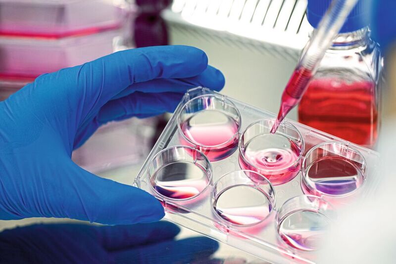 Abb. 2: In der regenerativen Medizin nimmt die Zellkultivierung eine herausragende Rolle als Therapiegrundlage ein.