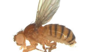 Eine Fruchtfliege (Drosophila melanogaster). Gut erkennbar: das große Facettenauge. (Universität Hohenheim / Olaf Voolstra)